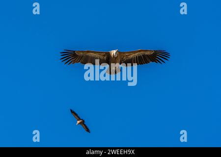 Gyps fulvus (eurasischer Gänner) Stockfoto