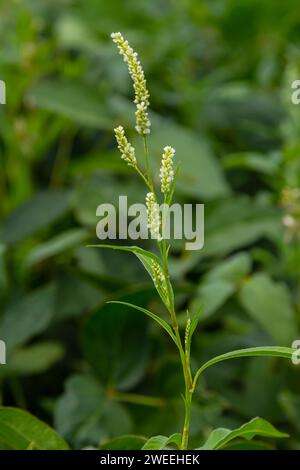 Unkraut Persicaria lapathifolia wächst auf einem Feld unter landwirtschaftlichen Kulturen. Stockfoto