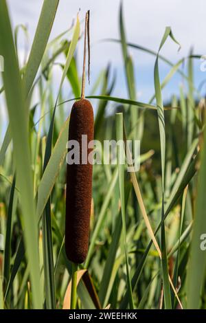 typha Wildpflanze am Teich, sonniger Sommertag. Typha angustifolia oder Cattail. Stockfoto