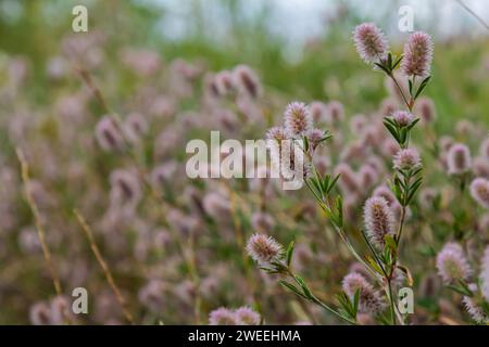 Trifolium arvense Close-up. Flauschiger Klee auf einer Wiese. Die Sommerflora wächst auf dem Feld. Bunte, helle Pflanzen. Selektiver Fokus auf Details, Unschärfe Stockfoto