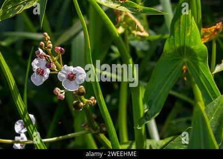 Nahaufnahme der Pfeilwurzelblüte. Sagittaria sagittifolia. Stockfoto