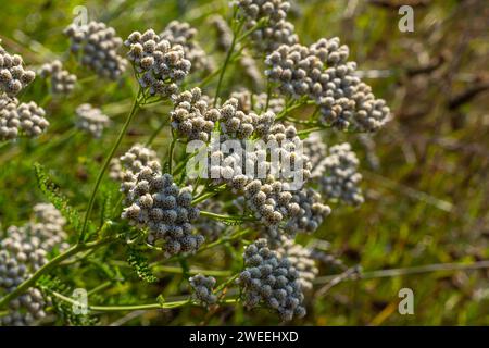 Gemeine Schafgarbe Achillea millefolium weiße Blüten aus der Nähe, floraler Hintergrund grüne Blätter. Heilorganische Naturkräuter, Pflanzenkonzept. Wilder Yarro Stockfoto