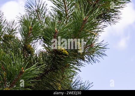 Kiefernzweige an einem Frühlingstag vor dem Hintergrund des Himmels mit Wolken. Stockfoto