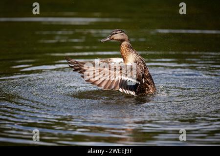 Eine alleinerziehende Mallard Duck Anas platyrhynchos, die in einem See in West Yorkshire, Großbritannien, badete Stockfoto