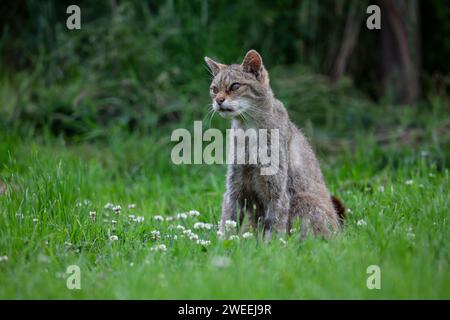 Einzelne schottische Wildkatze Felis silvestris silvestris, die unter Gefangenenbedingungen auf offenem Grasland gefangen wurde Stockfoto