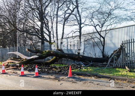 Ein umgestürzter Baum auf der Trennant Avenue in East Kilbride, da Schottland aufgrund des benannten Sturms Jocelyn starke Winde im ganzen Land hat. Quelle: Euan Cherry Stockfoto