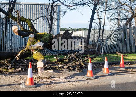 Ein umgestürzter Baum auf der Trennant Avenue in East Kilbride, da Schottland aufgrund des benannten Sturms Jocelyn starke Winde im ganzen Land hat. Quelle: Euan Cherry Stockfoto