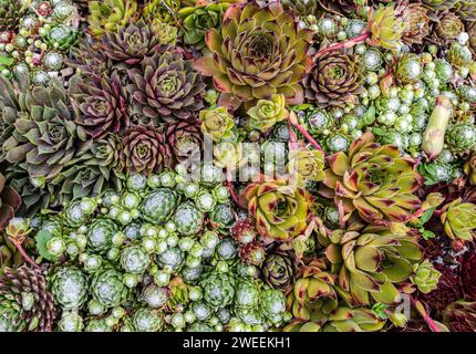 Gemischte sempervivum-Pflanzen in einem Terrakotta-Topf, Zusammensetzung der Sukkulenten. Stockfoto