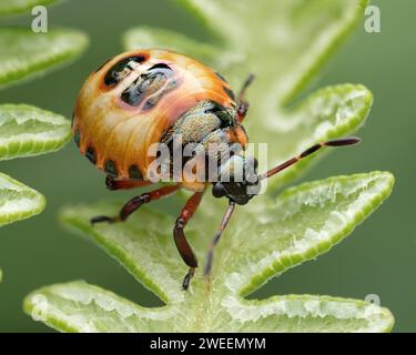 Bronzeschildbug-Nymphe (Troilus luridus) auf Farn. Tipperary, Irland Stockfoto