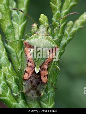 Überwinterung des Wacholderschildes (Cyphostethus tristriatus) auf lawsons-Zypresse. Tipperary, Irland Stockfoto