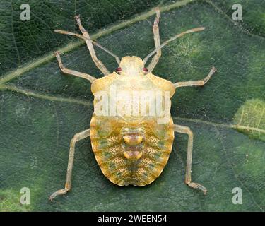 Teneral Forest Shieldbug final instar Nymphe (Pentatoma rufipes) auf Eichenblatt. Tipperary, Irland Stockfoto