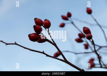 Hüften gegen den blauen Himmel. Stockfoto