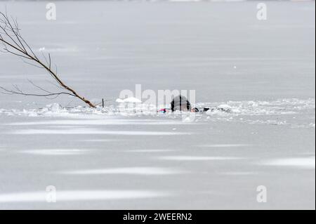 Fire and Police mit dem Massachusetts District 14 Dive Team, das Eisrettungstraining am White Pond in Concord durchführt. Stockfoto