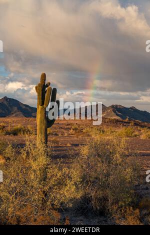 Saguaro-Kakteen und ein Regenbogen über den Plomosa Mountains in der Sonora-Wüste bei Quartzsite, Arizona. Stockfoto