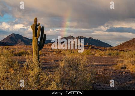 Saguaro-Kakteen und ein Regenbogen über den Plomosa Mountains in der Sonora-Wüste bei Quartzsite, Arizona. Stockfoto