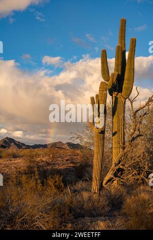 Saguaro-Kakteen und ein Regenbogen über den Plomosa Mountains in der Sonora-Wüste bei Quartzsite, Arizona. Stockfoto