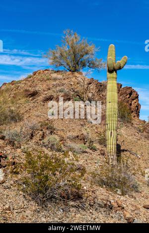 Saguaro-Kakteen mit Kreosotbüschen und palo verde-Bäumen in der Sonora-Wüste nahe Quartzsite, Arizona. Stockfoto