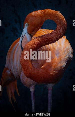 Porträt eines gefangenen karibischen Flamingos, aufgenommen bei einem Wildvogel- und Feuchtgebiet-Trust. Wales Stockfoto