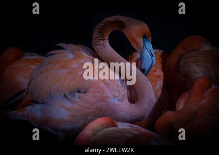 Porträt eines gefangenen karibischen Flamingos, aufgenommen bei einem Wildvogel- und Feuchtgebiet-Trust. Wales Stockfoto