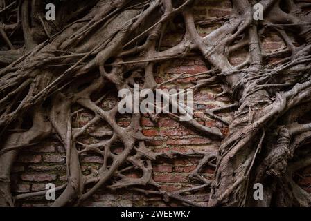 Banyan-Wurzeln verschlungen eine Ziegelmauer. Die Natur gewinnt den Raum aus der Zivilisation zurück Stockfoto