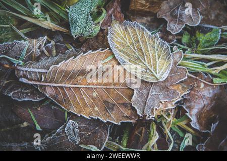 Frostbedeckte Herbstblätter auf einem Waldboden. Textur und Farben der Natur. Naturhintergrund. Stockfoto