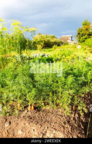 Karotten wachsen im Gartenbeet im Gemüsegarten an sonnigen Sommertagen Stockfoto