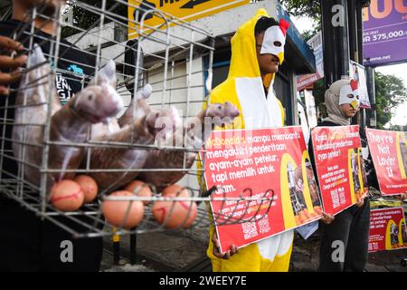 Bandung, West-Java, Indonesien. Januar 2024. Aktivisten führen eine friedliche Demonstration vor dem McDonald's Indonesia Fast Food Restaurant in Bandung durch. Die Aktion der Organisation Animal Friends Jogja, die sich für Tierrechte und -Schutz einsetzt, zielt darauf ab, McDonald's Indonesien aufzufordern, das Leiden von Legehennen in Käfigen oder Käfigen sofort zu beenden und sofort eine käfigfreie Verpflichtung abzugeben. (Kreditbild: © Dimas Rachmatsyah/ZUMA Press Wire) NUR REDAKTIONELLE VERWENDUNG! Nicht für kommerzielle ZWECKE! Stockfoto