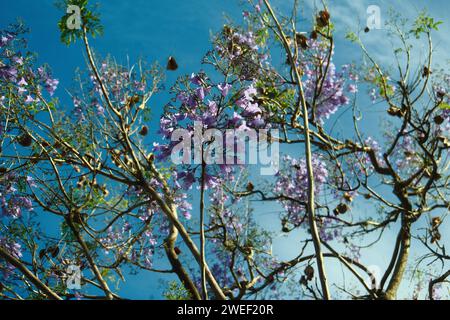 Violette Jacarandas blühen auf den Straßen von Buenos Aires. Jakaranda-Blumen sind ein Symbol des Frühlings in Argentinien. Stockfoto