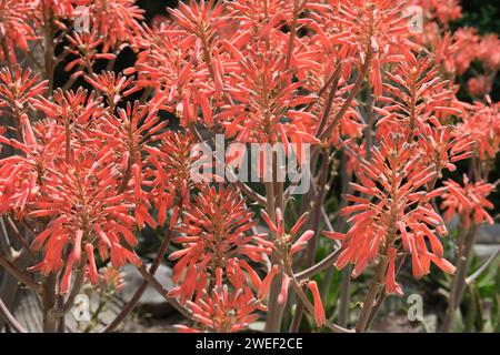 Aloe wurde in Argentinien entdeckt, Ziergärten und Landschaftsgestaltung. Nahaufnahme, sonniger Tag, keine Leute in der Nähe Stockfoto