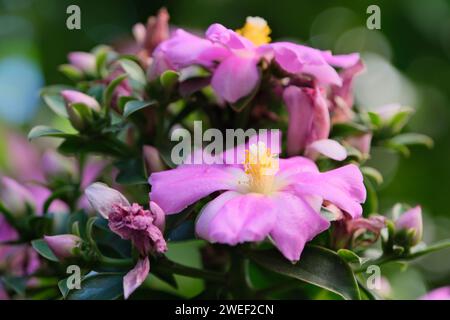 Pereskia Großblättrige (Wachsrose), Sträucher oder kleiner Dornbaum mit rosafarbenen Blüten. Buenos Aires, Argentinien Stockfoto