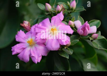 Pereskia Großblättrige (Wachsrose), Sträucher oder kleiner Dornbaum mit rosafarbenen Blüten. Buenos Aires, Argentinien Stockfoto