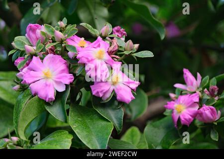 Pereskia Großblättrige (Wachsrose), Sträucher oder kleiner Dornbaum mit rosafarbenen Blüten. Buenos Aires, Argentinien Stockfoto