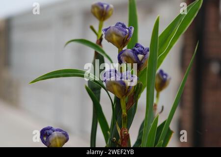 Knospen blühender deutscher Iris auf den Straßen von Buenos Aires, Argentinien Stockfoto