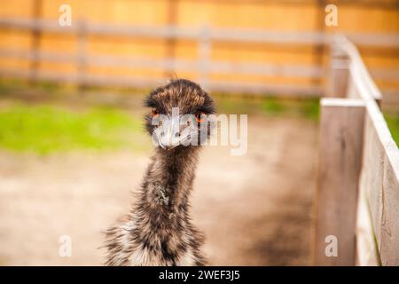 Der australische Strauß emu, bekannt als Dromaius novaehollandiae, ist der zweitgrößte lebende Vogel der Welt. Farmerzucht von Straußen Stockfoto