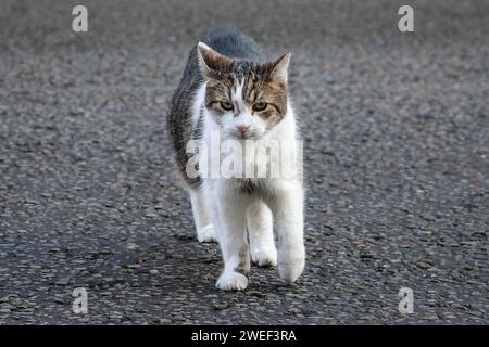 Larry the Cat, Tabby Chief Mouser, in Downing Street, London, England, Vereinigtes Königreich Stockfoto