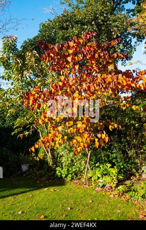 Waldstiefmütterchen oder Cercis canadencis im Herbst Stockfoto