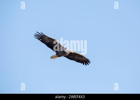 Ein Weißkopfseeadler schwebt mit voller Flügelspannweite durch die Luft, isoliert vor einem hellblauen Himmel an einem Wintertag in Iowa. Stockfoto