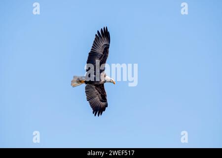 Weißkopfseeadler mit voller Flügelweite fliegen an einem Januartag in Iowa isoliert über einem hellblauen Himmel. Stockfoto