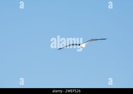 Vorderansicht einer Ringschnabelmöwe, die an einem Januartag in Iowa isoliert am blauen Himmel schweben. Fernansicht mit Kopierraum für mext. Stockfoto