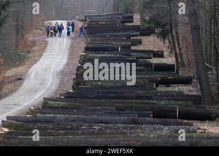 Dresden, Deutschland. Januar 2024. Eichenstämme liegen nebeneinander in einem Waldgebiet der Dresdner Heide anlässlich der 25. Sägewerk- und Holzauktion 2024. Wertvolle Stämme aus nachhaltig bewirtschafteten Wäldern in Sachsen werden bei der Holzauktion versteigert. Robert Michael/dpa/Alamy Live News Stockfoto