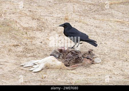 Aas-Krähe (Corvus Corone) plündert auf einem toten Grausiegel (Halichoerus grypus), Whitlingham CP Norfolk, Januar 2024 Stockfoto