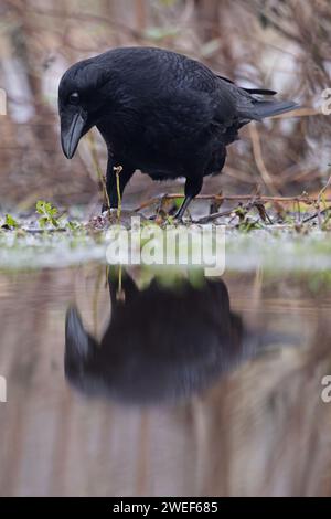 Aas-Krähe (Corvus Corone) plündert an einer toten braunen Ratte (Rattus norvegicus) Whitlingham CP Norfolk im Januar 2024 Stockfoto