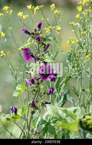 Hohe Malve Stockfoto