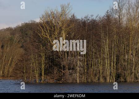 Cormoran (Phalacrocorax carbo) braun oder Ino Pigmantation Whitlingham CP Norfolk Januar 2024 Stockfoto