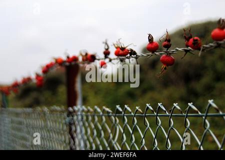 Rosenhüften auf einem Zaun Stockfoto