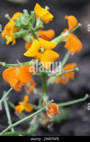 Mauerblümchen Stockfoto