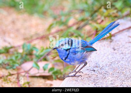 Ein männlicher Splendid Fairywren, Malurus Splendens, beginnt in den Sommermonaten sein blaues Zuchtgefieder zu verlieren und hat Augenkontakt in Western Australia. Stockfoto