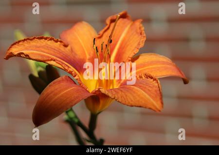 Lily Stockfoto