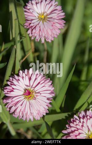 Rosa Gänseblümchen Stockfoto