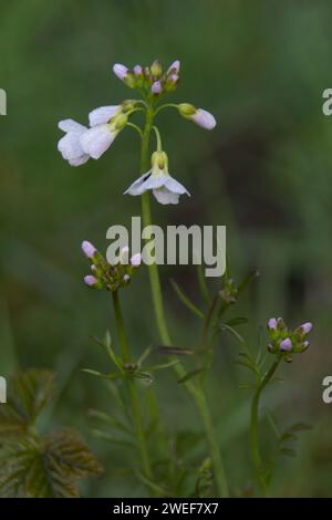 Damenmotiv Stockfoto